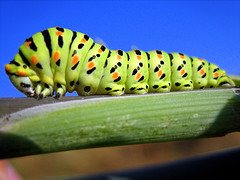 open source caterpillar